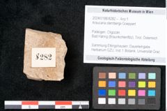 Foto (Objekt + Etikett) von Araucaria sternbergii Goeppert (NHMW-GEO-2024-0188-8282)